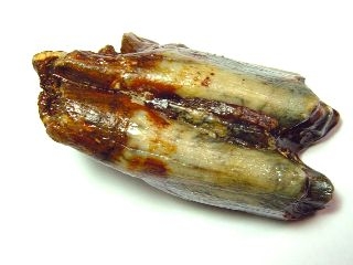 Horse tooth 6,4 cm - 40.000 - 130.000 years old - North Sea