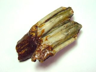 Horse tooth 6,4 cm - 40.000 - 130.000 years old - North Sea