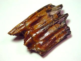 Bison tooth 7,2 cm - 40.000 - 130.000 years old - North Sea