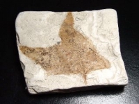 Fossilized Maple leaf - Miocene 18 mill. years - France (102d)
