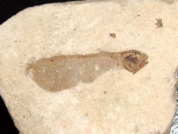 Fossilized Maple seed - 29 million years - Provence, France (99d)
