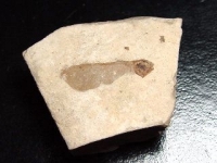 Fossilized Maple seed - 29 million years - Provence, France (99d)