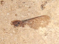 Fossilized Maple seed - 29 mill. years - Provence, France