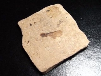 Fossilized Maple seed - 29 mill. years - Provence, France