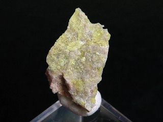 Ettringite - rich specimen 19 mm - Hatrurim, Israel