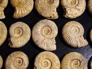 Ammonite - 29-34 mm length 150 mio. years - France