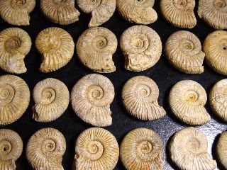 Ammonite - 29-34 mm length 150 mio. years - France