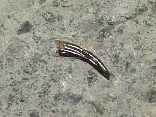 Nothosaurus tooth 48 mm Plesiosaurus - R�dersdorf, Germany