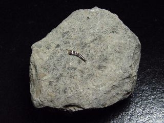 Nothosaurus tooth 48 mm Plesiosaurus - R�dersdorf, Germany
