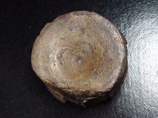 Ichthyosaurus vertebra 45 mm - Mistelgau, Germany