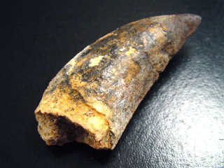 Carcharodontosaurus tooth - 6,5 cm - Carcharodontosaur