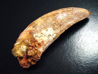 Carcharodontosaurus tooth - 7,7 cm - Carcharodontosaur