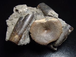 Ichthyosaurus vertebra in matrix 76 mm - Mistelgau, Germany
