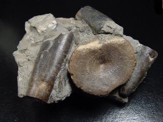 Ichthyosaurus vertebra in matrix 76 mm - Mistelgau, Germany