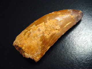 Carcharodontosaurus tooth - 7,1 cm - Carcharodontosaur