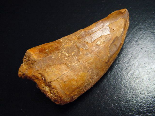 Carcharodontosaurus tooth - 6,8 cm - Carcharodontosaur