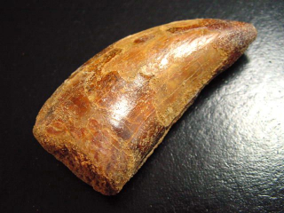 Carcharodontosaurus tooth - 6,2 cm - Carcharodontosaur