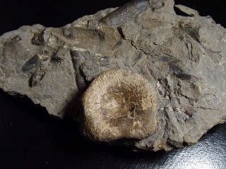 Ichthyosaurus vertebra in matrix 15,7 cm - Mistelgau, Germany