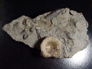 Ichthyosaurus vertebra in matrix 15,7 cm - Mistelgau, Germany