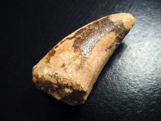 Carcharodontosaurus tooth - 4,5 cm - Carcharodontosaur