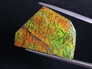 Ammolite 26,77 Ct. fine colorplay - cabochon 29 mm