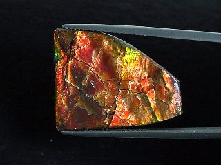 Ammolite 24,62 Ct. fine colorplay - cabochon 30 mm