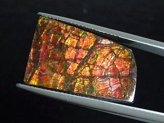 Ammolite 14,39 Ct. multicolor - fancy cabochon 23 mm