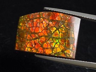 Ammolite 13,78 Ct. fine multicolor - cabochon 20 mm