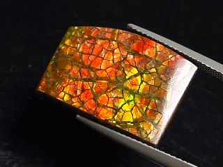 Ammolite 13,78 Ct. fine multicolor - cabochon 20 mm