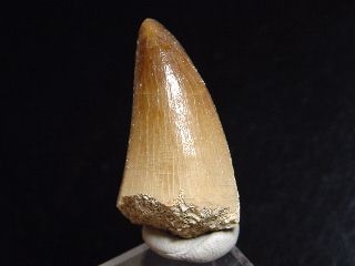 Mosasaur tooth - 3,2 cm - Mosasaurus Dinosaur