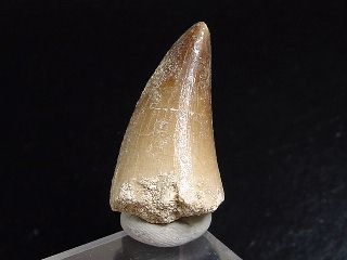Mosasaur tooth - 3,2 cm - Mosasaurus Dinosaur