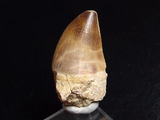 Mosasaur tooth - 3,8 cm - Mosasaurus Dinosaur