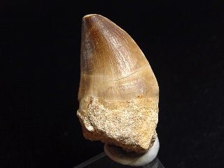 Mosasaur tooth - 3,8 cm - Mosasaurus Dinosaur