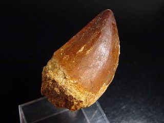 Mosasaur tooth - 5,1 cm - Mosasaurus Dinosaur