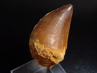 Mosasaur tooth - 5,1 cm - Mosasaurus Dinosaur