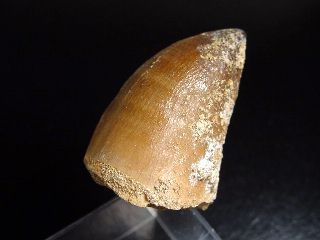 Mosasaur tooth - 4,6 cm - Mosasaurus Dinosaur