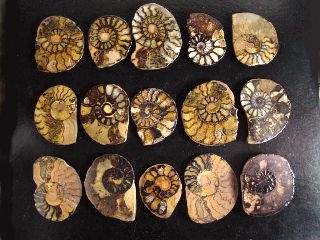 Ammonite fossil slice 30 - 40 mm 170 million years (835d)