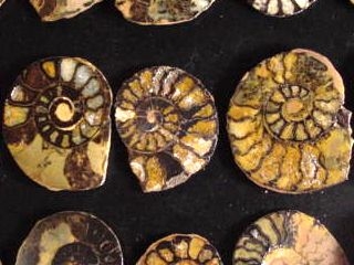 Ammonite fossil slice 30 - 40 mm 170 million years (835d)