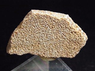 Saltasaurus egg shell 34 mm - 70 mio. years - Argentina