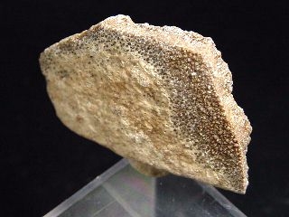 Saltasaurus egg shell 34 mm - 70 mio. years - Argentina
