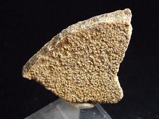 Saltasaurus egg shell 33 mm - 70 mio. years - Argentina