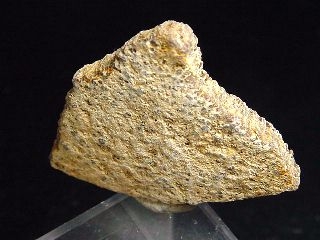 Saltasaurus egg shell 33 mm - 70 mio. years - Argentina