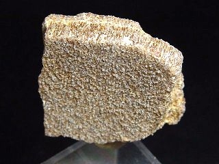Saltasaurus egg shell 30 mm - 70 mio. years - Argentina