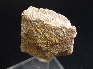 Saltasaurus egg shell 30 mm - 70 mio. years - Argentina