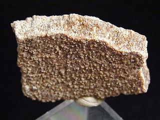 Saltasaurus egg shell 28 mm - 70 mio. years - Argentina