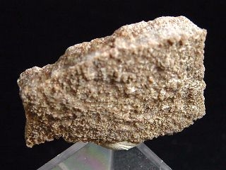 Saltasaurus egg shell 28 mm - 70 mio. years - Argentina