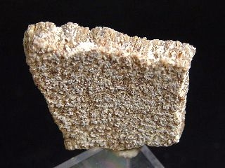 Saltasaurus egg shell 30 mm - 70 mio. years - Argentina