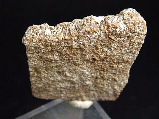 Saltasaurus egg shell 30 mm - 70 mio. years - Argentina