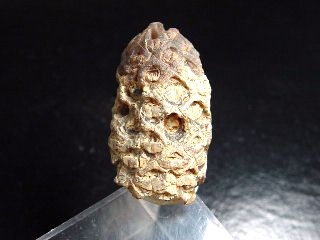 Fossil Pine cone 33 mm - Pararaucaria - Patagonia, Argentina