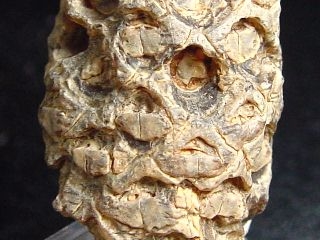 Fossil Pine cone 33 mm - Pararaucaria - Patagonia, Argentina